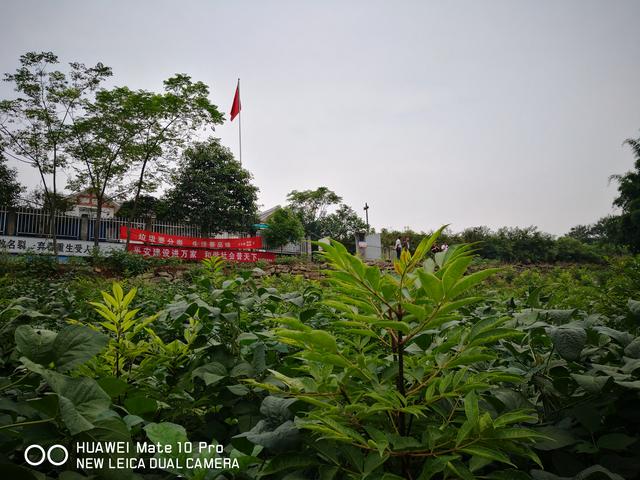 小小瓜蒌，遍地茱萸——一个IT女老板的农业梦