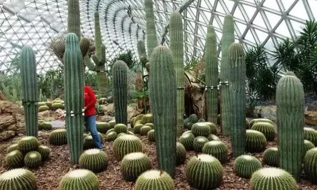 现代农业种植模式和栽培方式