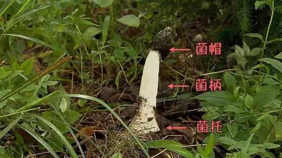 它不但好吃，还能治风湿！一亩地产值7万！