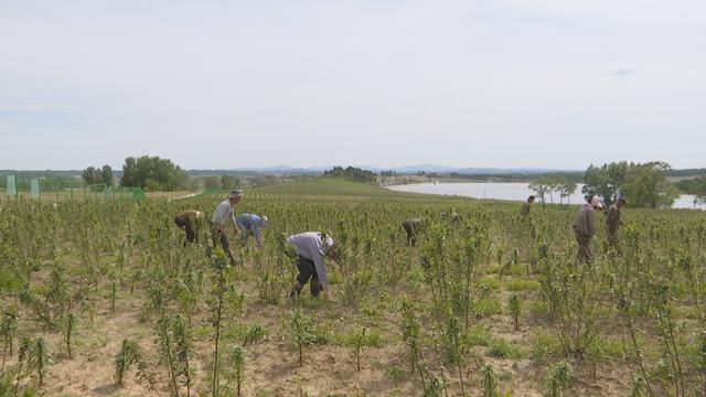 黑果花楸点亮致富新希望