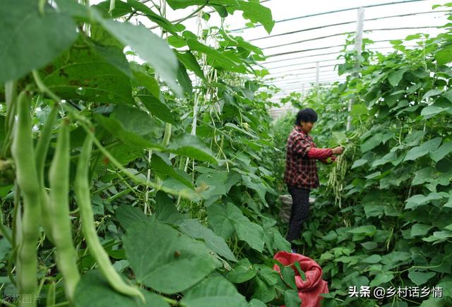 豆角、豇豆想要高产，记住这几个小窍门，结荚一茬又一茬