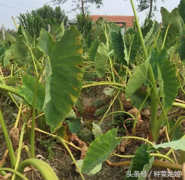 春天种点芋头，种植方法简单，照着做芋头长得漂亮结得多