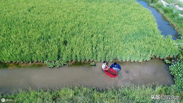 6月份虾稻田管理要点：调节水位、水质，加大水草管护力度很重要