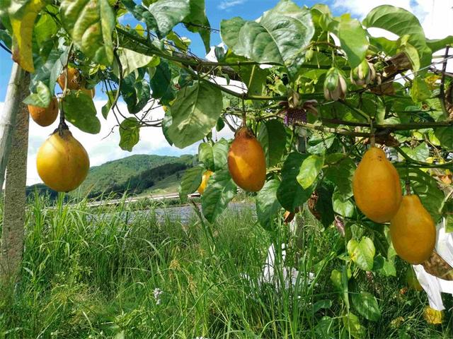 黄澄澄，甜蜜蜜！普洱磨黑的“香蜜百香果”你吃过吗？