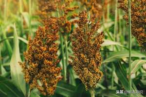 花豆种植技术(农民节本增收的好方法，高粱-大豆“双密”轮作保护性耕作技术)