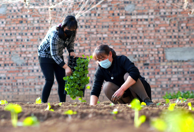 大棚甜瓜种植方案，很全面、实用，建议收藏