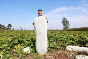 蔬菜南瓜种植(冬瓜怎样种植长得大、产量高？告诉你十个种植管理技巧)