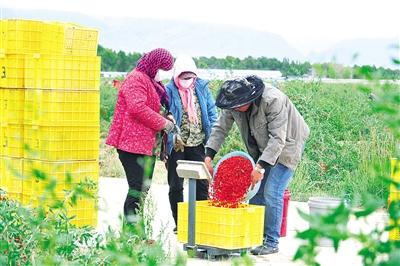 柴达木“小红果”销路顺畅——格尔木枸杞交易中心见闻