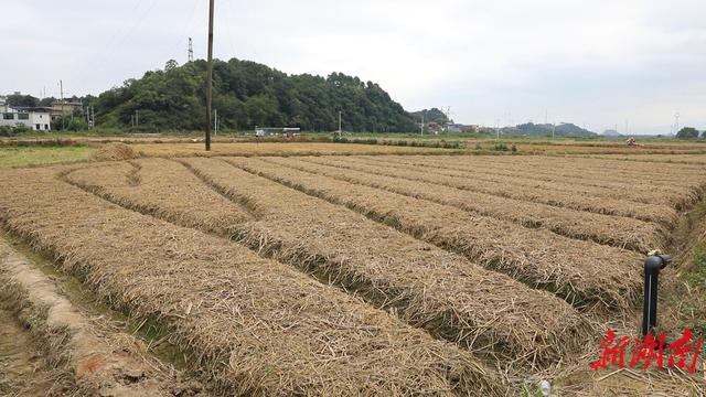 道县：秋播秋种正当时 小藠头带来大“钱”景