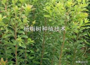 种植杨梅几年结果(杨梅树种植技术介绍这样种植3年就能结果)