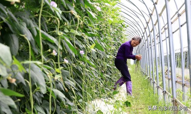 豆角、豇豆想要高产，记住这几个小窍门，结荚一茬又一茬