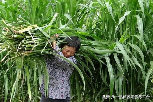 这种草平均亩产30吨，种植一次收20年，最适合在高寒山区种植