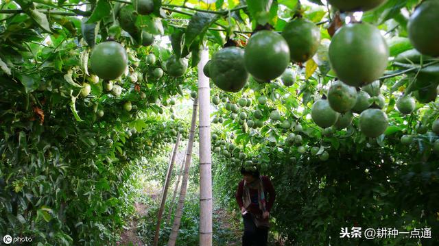 百香果栽培种植管理及病虫防治