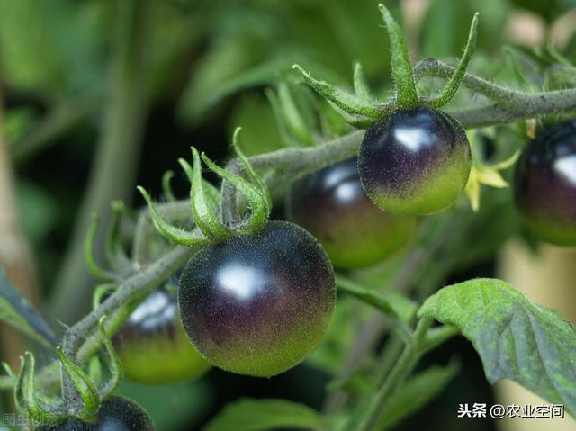 黑番茄是怎么来的？有市场吗？黑番茄与普通番茄在管理上的异同