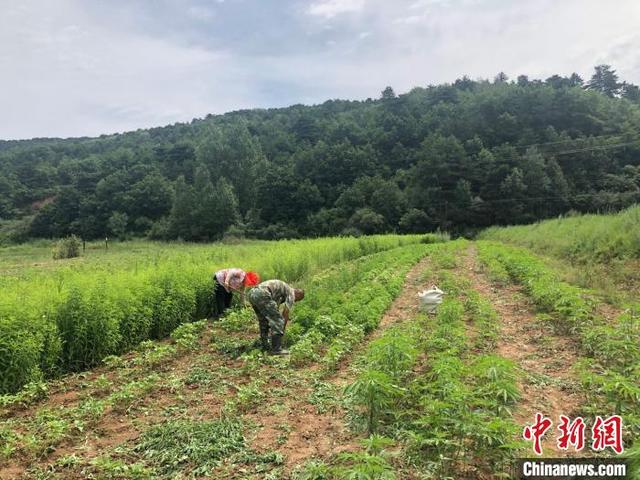 太行深山药飘香 中药材成山西和顺数千山民增收“良方”