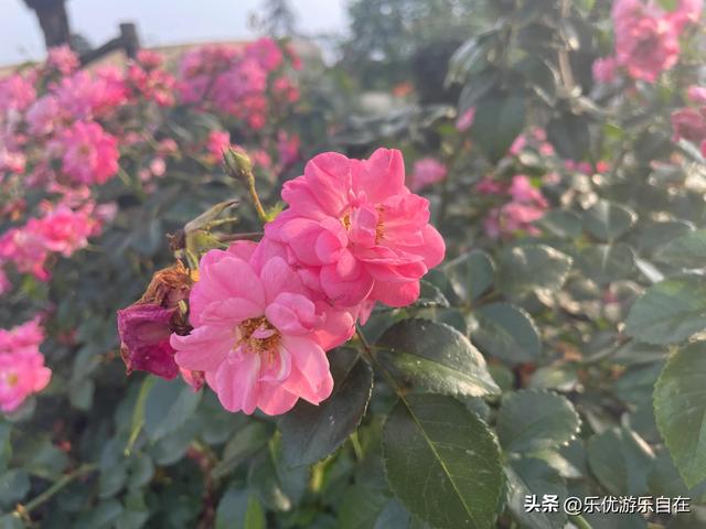 【乐悠游杭州】杭州花圃