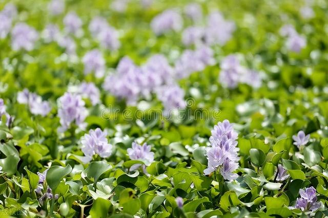 水葫芦蓝紫色的花朵，看着格外迷人，到底应该怎么养