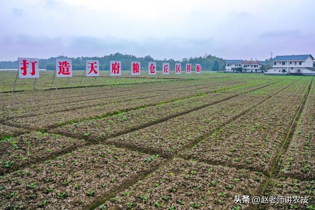 传统果树种植区，出现“树苗改粮”现象，原因是粮食涨价引起的吗