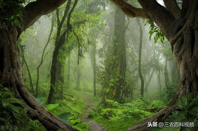 农广天地视频——雨林生态造景技术