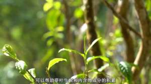 茶叶种植几年可以采摘(【臻字号】普洱茶的采摘周期)