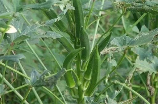 盘点适合农村种植项目