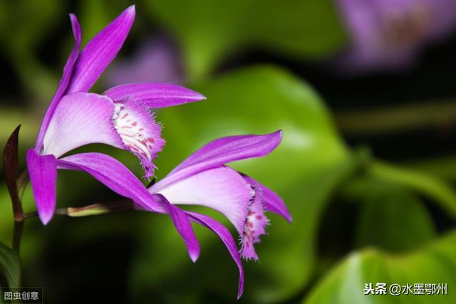 白芨规范化种植技术