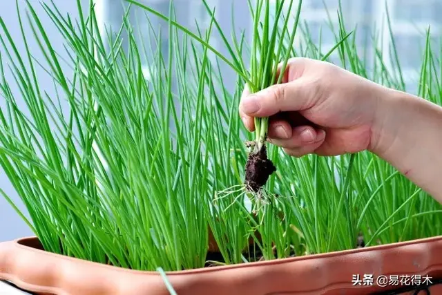 阳台种菜，也是一种乐趣，甚至可以种出多种花样来