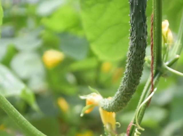 菜园黄瓜浇水有技巧，注意2点，植株长势好，结瓜多