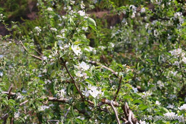 栽蔬菜、种花生、苹果树授粉，盘点五一前后胶东半岛的常见农活