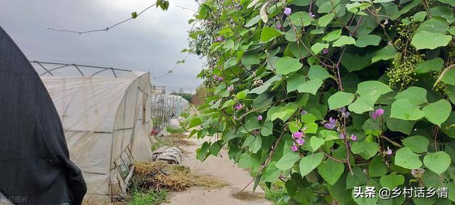 豆角、豇豆想要高产，记住这几个小窍门，结荚一茬又一茬