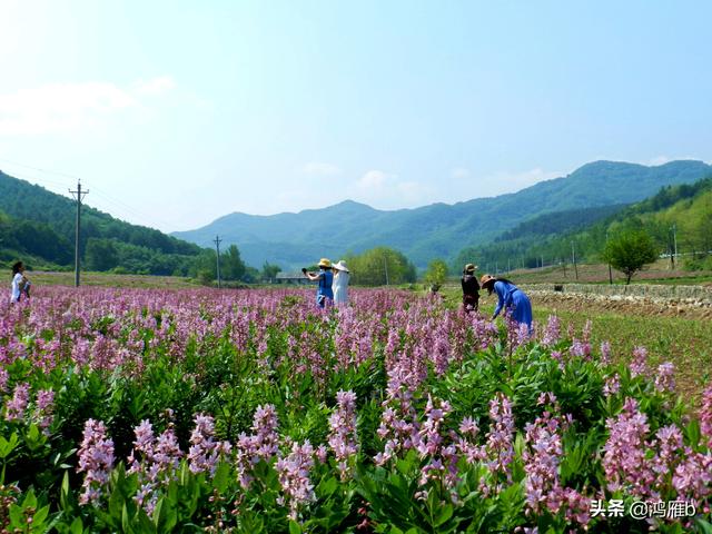 本溪小市达官寨千亩药材花海绽放