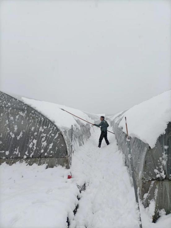 第一时间送上农技指导，句容白兔力保雪天草莓不减产