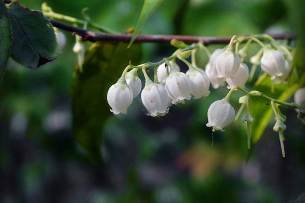 喜欢垂吊的花？这6种吊灯花可别错过！附带养护要点！