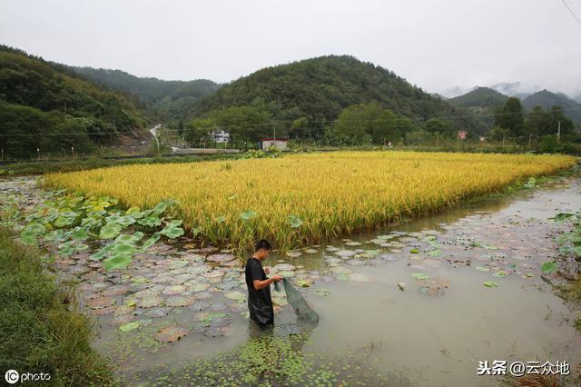 6月份虾稻田管理要点：调节水位、水质，加大水草管护力度很重要