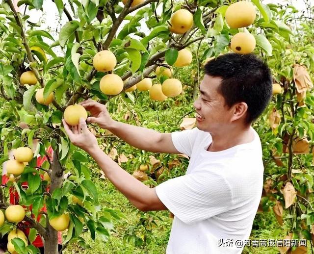 信阳新县：圆黄梨飘香致富路，群众“家门口”就业又增收