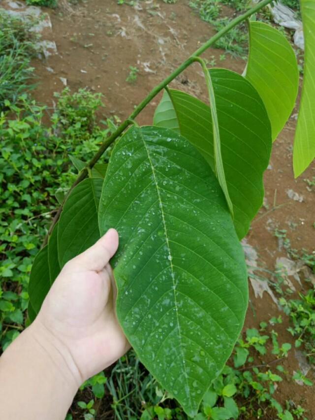 释迦果种植环境与技术要点