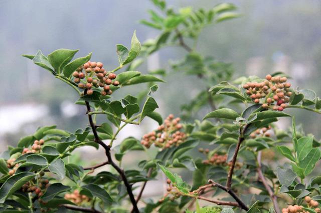 花椒树栽培技术｜大红袍花椒生物学特性观测实验