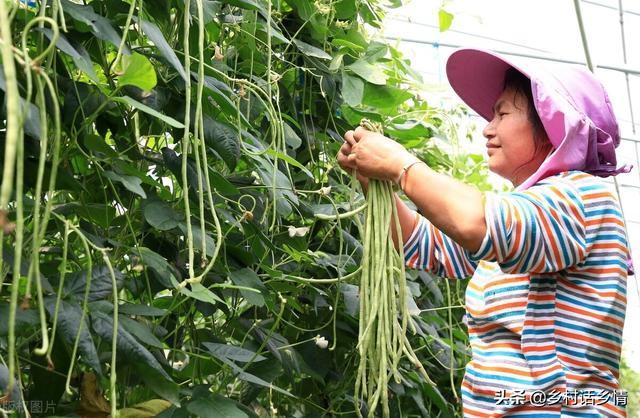 豆角、豇豆想要高产，记住这几个小窍门，结荚一茬又一茬