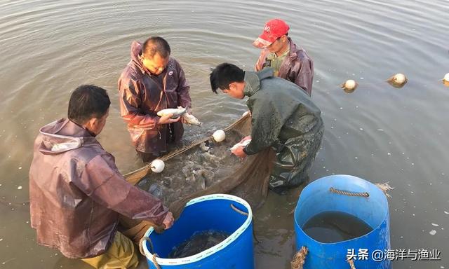 “建威牌高丰鲫”种苗 同品类最具影响力品牌鱼苗——广州市建波鱼苗场有限公司