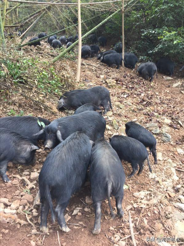 长汀梓牧生态家庭农场：“立体种养”闯出致富新路