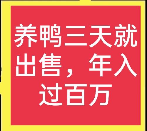 鸭苗养殖三天就能出售？湖南一农民养殖雏鸭，带领村民一起致富