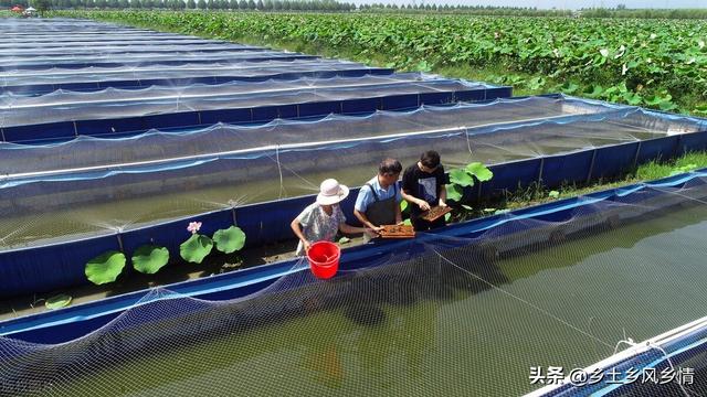 水蛭养殖技术