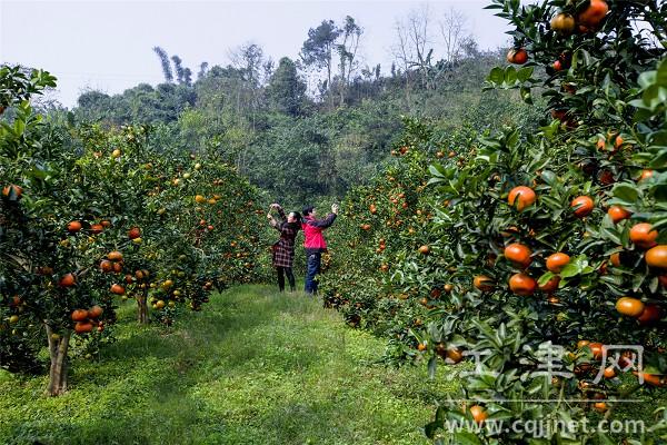 四字秘诀 看江记酒庄如何抓住乡村振兴“牛鼻子”