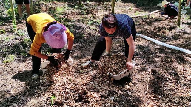 修文县六广镇：林下种植忙 集体经济旺