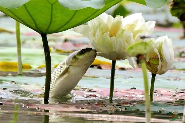 夏季野钓草鱼攻略，三个水层同时钓，一条就能爆护