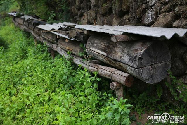 养八条狗可对付野猪群 招土蜂种天麻老王靠山致富