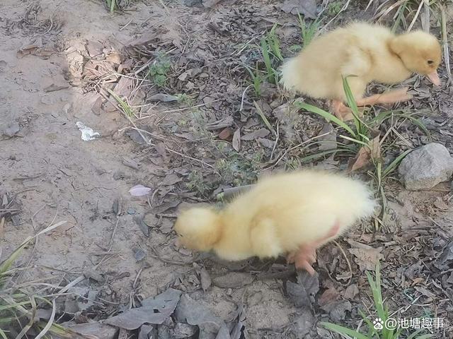 阳台养鸭经验分享，怎样养鸭子才能活得久？