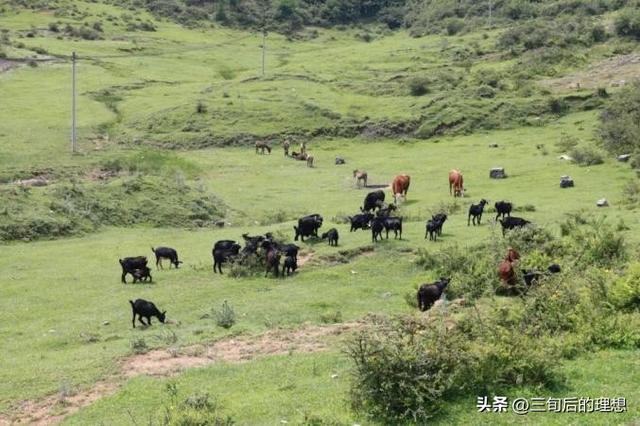 高原生态养殖衔接乡村振兴，畜牧业发展在农村发展中前景如何？