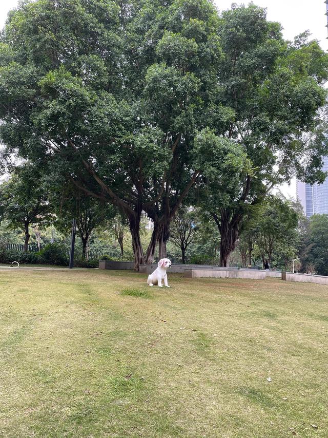 深圳市首个以宠物为主题的公园—深圳福田宠物主题园