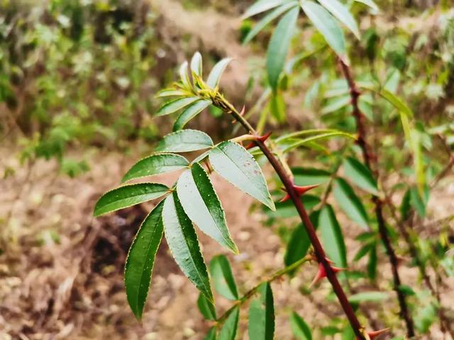 余庆一种养大户，林下养殖，养出好“钱景”